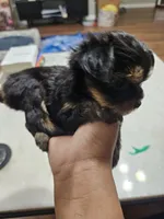 Pb Blue - Zeus (Teacup), a male Yorkshire Terrier for sale in Dunwoody, GA – 7 of 9