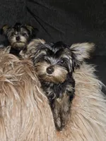 Purebred yorkie - Juicey ( Xsmall), a male Yorkshire Terrier for sale in Dunwoody, GA – 2 of 3