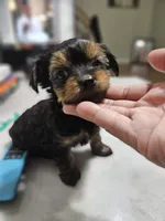 Pb Green - Cashmere, a male Yorkshire Terrier for sale in Dunwoody, GA – 1 of 10
