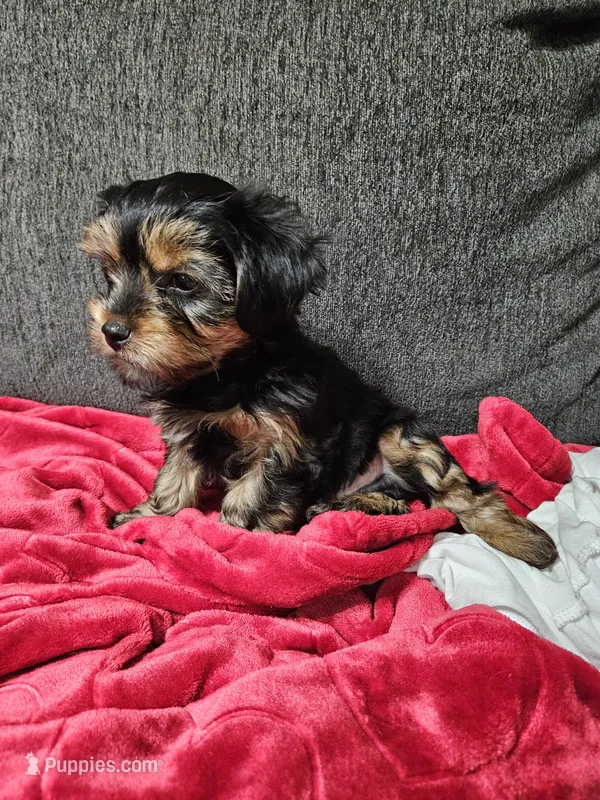 Pb Green - Cashmere – Yorkshire Terrier puppy for sale in Dunwoody, GA