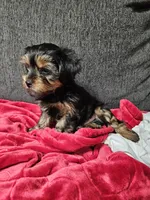 Pb Green - Cash, a male Yorkshire Terrier for sale in Dunwoody, GA – 1 of 10