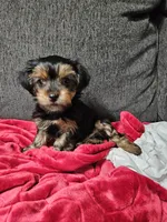 Pb Green - Cash, a male Yorkshire Terrier for sale in Dunwoody, GA – 3 of 10