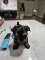Pb Green - Cashmere, a male Yorkshire Terrier for sale in Dunwoody, GA – 7 of 10
