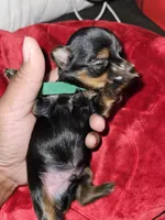 Pb Green - Cashmere, a male Yorkshire Terrier for sale in Dunwoody, GA – Photo 4 of 5