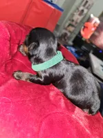 Pb Green - Cashmere, a male Yorkshire Terrier for sale in Dunwoody, GA – Photo 2 of 5