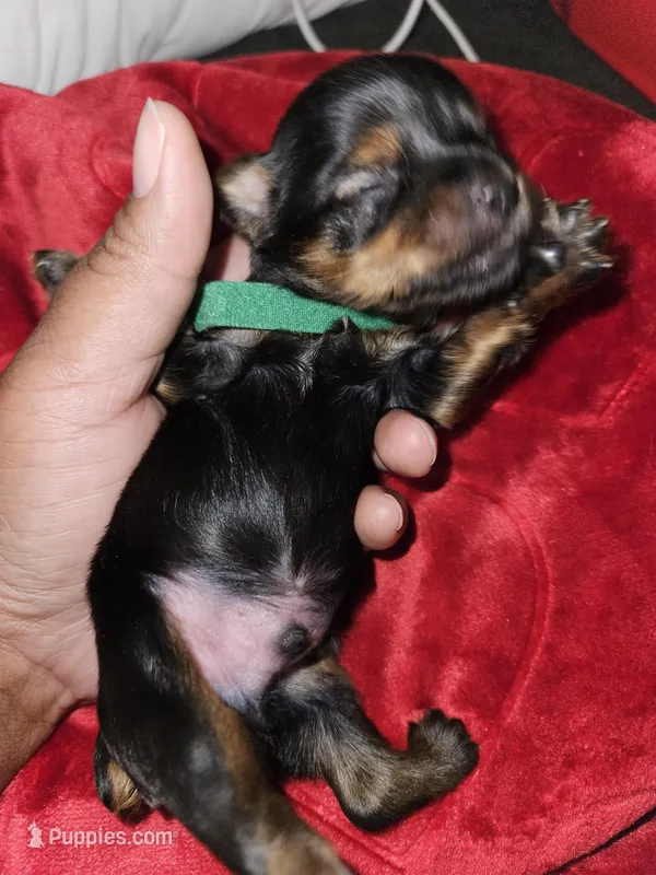 Pb Green - Cashmere – Yorkshire Terrier puppy for sale in Dunwoody, GA