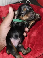 Pb Green - Cashmere, a male Yorkshire Terrier for sale in Dunwoody, GA – Photo 1 of 5
