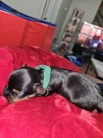 Pb Green - Cashmere, a male Yorkshire Terrier for sale in Dunwoody, GA – Photo 3 of 5