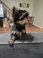 Pb Blue - Zeus (Teacup), a male Yorkshire Terrier for sale in Dunwoody, GA – 6 of 6