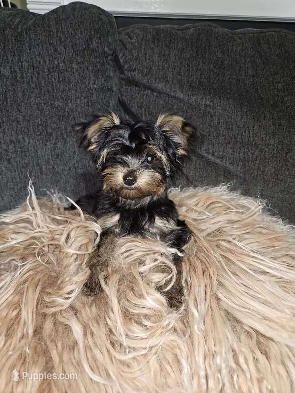Purebred yorkie - Zeus ( Xsmall) – Yorkshire Terrier puppy for sale in Dunwoody, GA