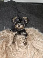 Purebred yorkie - Juicey ( Xsmall), a male Yorkshire Terrier for sale in Dunwoody, GA – 1 of 3