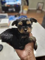 Pb Blue - Zeus (Teacup), a male Yorkshire Terrier for sale in Dunwoody, GA – 2 of 9