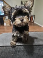 Pb Blue - Zeus (Teacup), a male Yorkshire Terrier for sale in Dunwoody, GA – 2 of 6