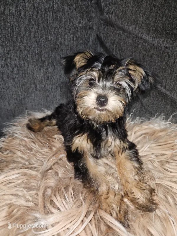 Purebred yorkie - Teddy (Toy size) – Yorkshire Terrier puppy for sale in Dunwoody, GA