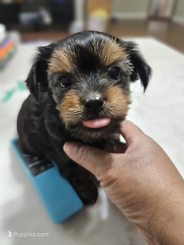 Pb Orange - Teddy – Yorkshire Terrier puppy for sale in Dunwoody, GA