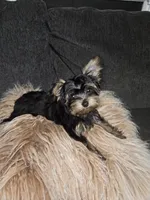 Purebred yorkie - Juicey ( Xsmall), a male Yorkshire Terrier for sale in Dunwoody, GA – 3 of 3