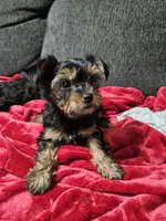 Pb Orange - Teddy, a male Yorkshire Terrier for sale in Dunwoody, GA – 3 of 9