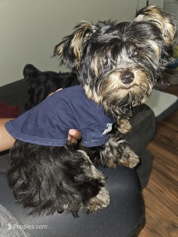 Purebred yorkie - Juicey ( Xsmall) – Yorkshire Terrier puppy for sale in Dunwoody, GA