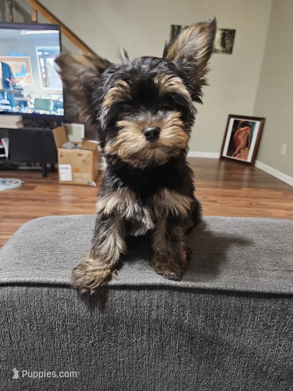 Pb Blue - Zeus (Teacup) – Yorkshire Terrier puppy for sale in Dunwoody, GA