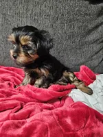 Pb Green - Cash, a male Yorkshire Terrier for sale in Dunwoody, GA – 4 of 10