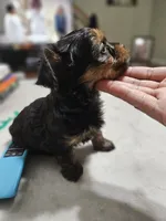 Pb Green - Cashmere, a male Yorkshire Terrier for sale in Dunwoody, GA – 3 of 10