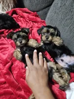 Pb Green - Cash, a male Yorkshire Terrier for sale in Dunwoody, GA – 5 of 10