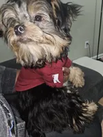 Purebred yorkie - Teddy (Toy size), a male Yorkshire Terrier for sale in Dunwoody, GA – 4 of 4