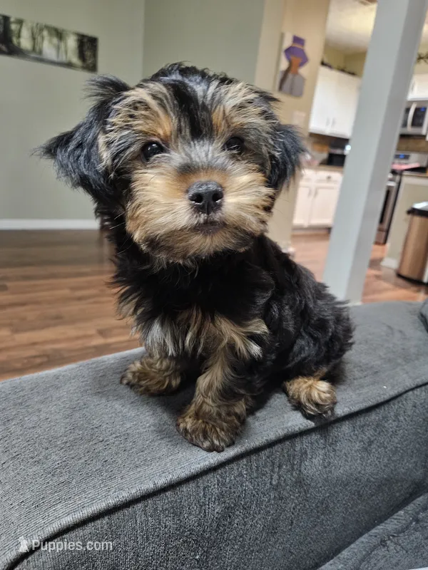 Pb Green - Cash – Yorkshire Terrier puppy for sale in Dunwoody, GA