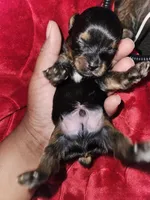 Pb Blue - Tootie, a male Yorkshire Terrier for sale in Dunwoody, GA – Photo 5 of 5