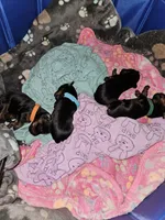 Pb Blue - Tootie, a male Yorkshire Terrier for sale in Dunwoody, GA – Photo 4 of 5