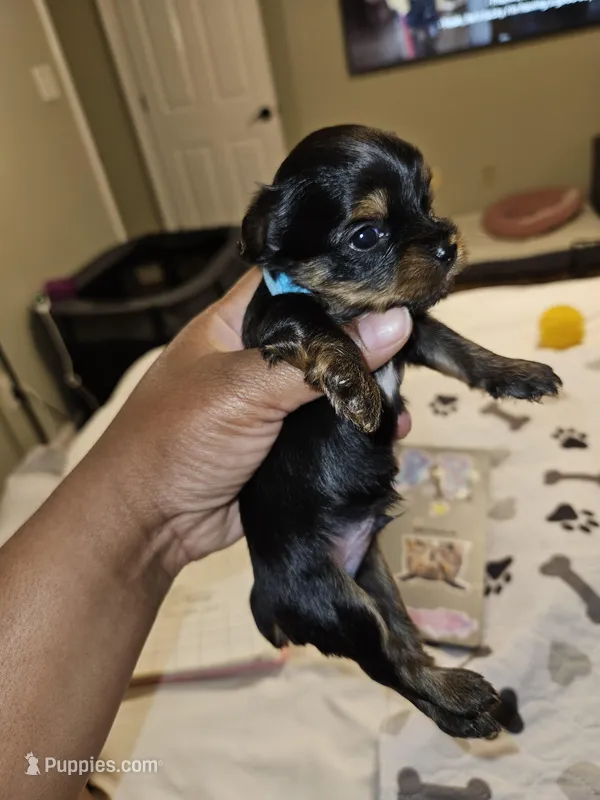 Pb Blue - Zeus – Yorkshire Terrier puppy for sale in Dunwoody, GA