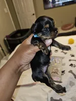 Pb Blue - Zeus, a male Yorkshire Terrier for sale in Dunwoody, GA – Photo 1 of 8