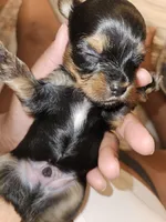 Pb Blue - Zeus, a male Yorkshire Terrier for sale in Dunwoody, GA – Photo 6 of 8