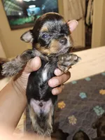 Pb Blue - Zeus, a male Yorkshire Terrier for sale in Dunwoody, GA – Photo 4 of 8
