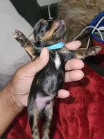 Pb Blue - Tootie, a male Yorkshire Terrier for sale in Dunwoody, GA – Photo 2 of 5