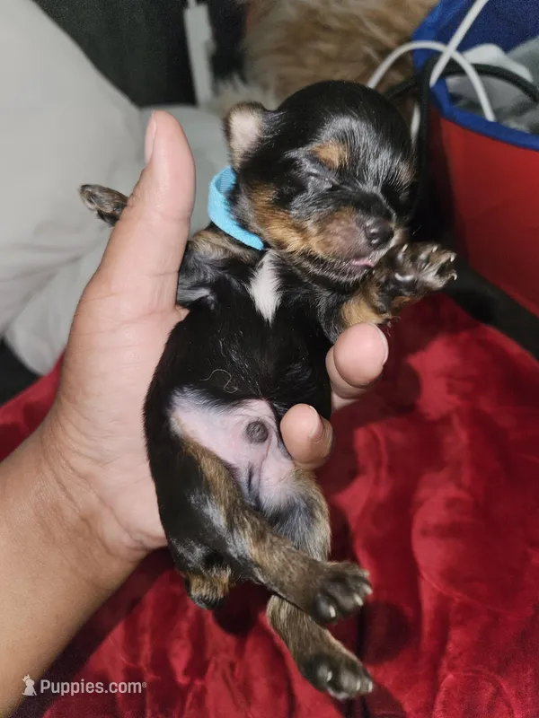 Pb Blue - Tootie – Yorkshire Terrier puppy for sale in Dunwoody, GA