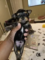 Pb Blue - Zeus, a male Yorkshire Terrier for sale in Dunwoody, GA – Photo 5 of 8