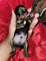 Pb Blue - Tootie, a male Yorkshire Terrier for sale in Dunwoody, GA – Photo 3 of 5