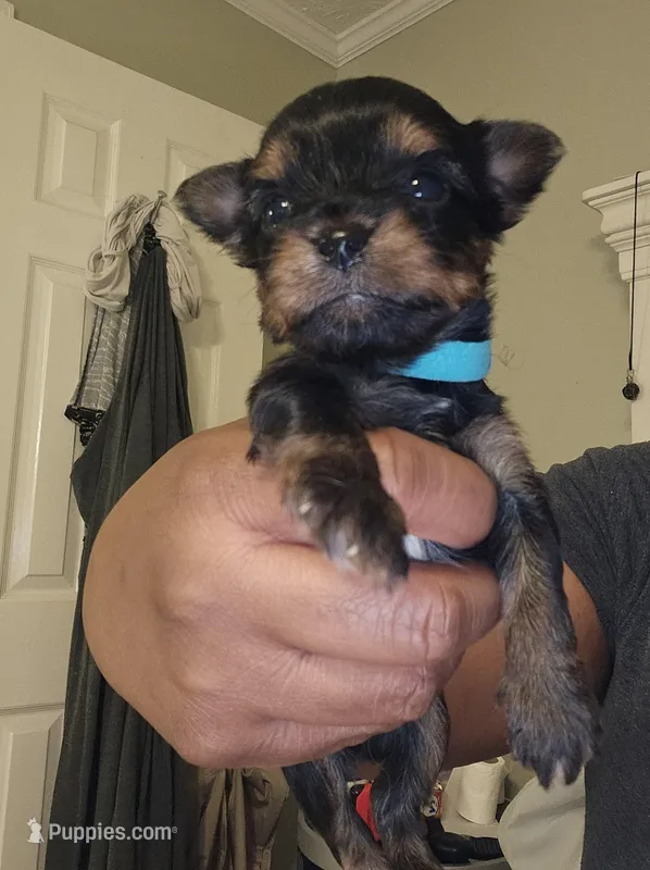Pb Blue - Zeus – Yorkshire Terrier puppy for sale in Dunwoody, GA