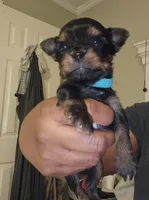 Pb Blue - Zeus, a male Yorkshire Terrier for sale in Dunwoody, GA – Photo 2 of 8