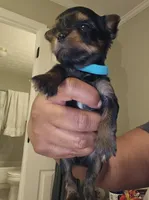 Pb Blue - Zeus, a male Yorkshire Terrier for sale in Dunwoody, GA – Photo 3 of 8