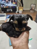 Pb Blue - Zeus (Teacup), a male Yorkshire Terrier for sale in Dunwoody, GA – 6 of 9