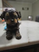 Pb Green - Cashmere, a male Yorkshire Terrier for sale in Dunwoody, GA – 8 of 10