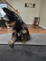 Pb Blue - Zeus (Teacup), a male Yorkshire Terrier for sale in Dunwoody, GA – 5 of 6