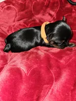 Pb Orange - Tiller, a male Yorkshire Terrier for sale in Dunwoody, GA – Photo 3 of 5