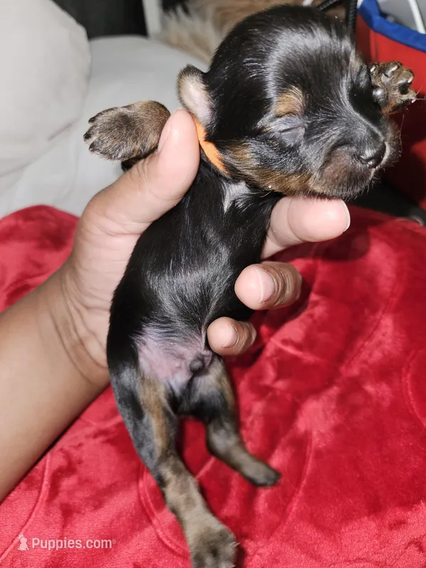 Pb Orange - Tiller – Yorkshire Terrier puppy for sale in Dunwoody, GA