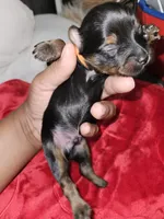 Pb Orange - Tiller, a male Yorkshire Terrier for sale in Dunwoody, GA – Photo 1 of 5