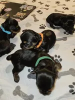 Pb Orange - Teddy, a male Yorkshire Terrier for sale in Dunwoody, GA – Photo 5 of 5