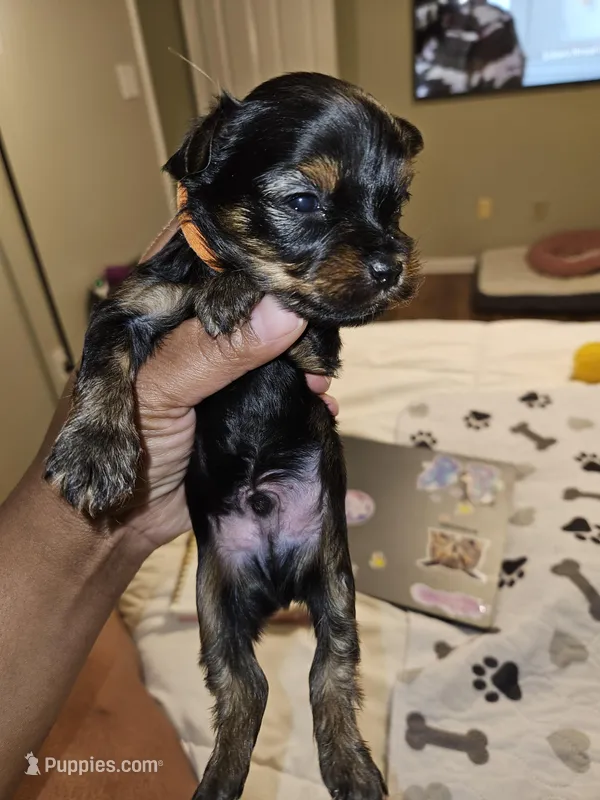 Pb Orange - Teddy – Yorkshire Terrier puppy for sale in Dunwoody, GA