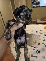 Pb Orange - Teddy, a male Yorkshire Terrier for sale in Dunwoody, GA – Photo 1 of 5